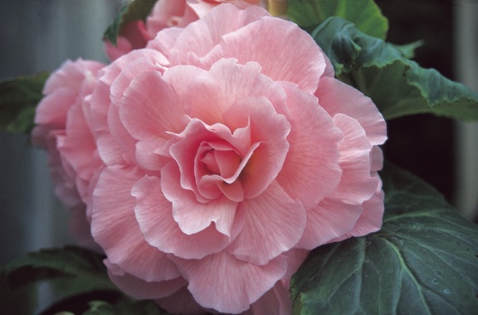 B. ‘Lady Rowena’